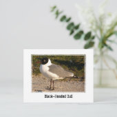 Zwartkopmeeuw Briefkaart (Staand voorkant)