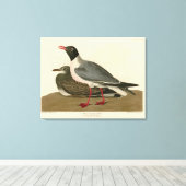 Zwartkopmeeuw uit de Amerikaanse vogels van Audubo Canvas Afdruk (Insitu (Houten vloer))