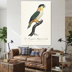 Zwartkoppapegaai, Pionites Melanocephalus Canvas Afdruk