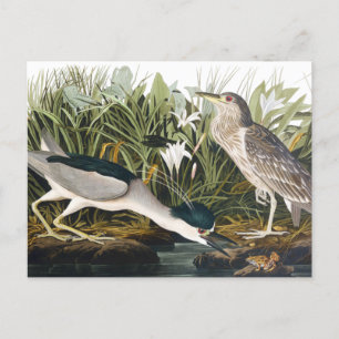 Zwartkoppen Night-Heron van John James Audubon Po Briefkaart