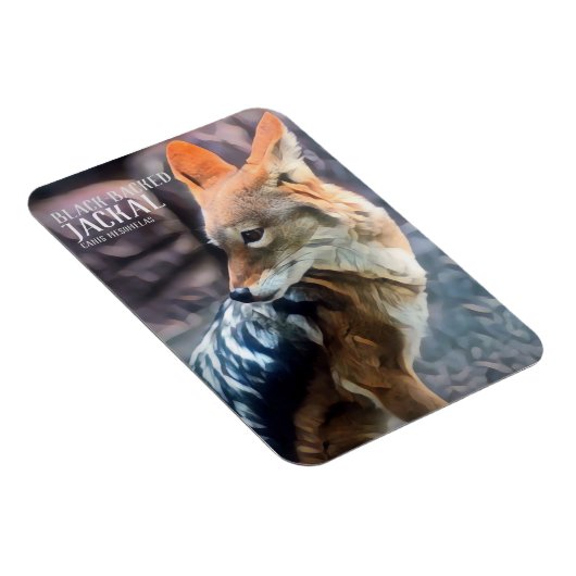 Zwartkopvezel [Fotomagneet] Magneet (Rechterzijde)