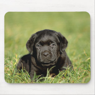 Zwartlabrador Muismat