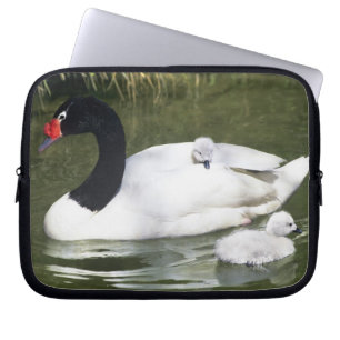 Zwartnekzwaan volwassene en jongen in het water. laptop sleeve