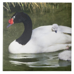 Zwartnekzwaan volwassene en jongen in het water. tegeltje