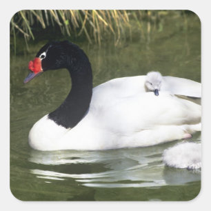 Zwartnekzwaan volwassene en jongen in het water. vierkante sticker