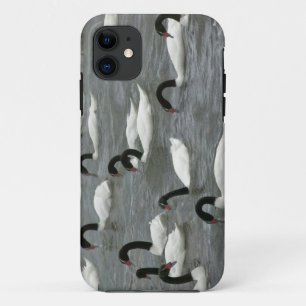 Zwartnekzwanen (Cygnus melancoryphus) Case-Mate iPhone Case