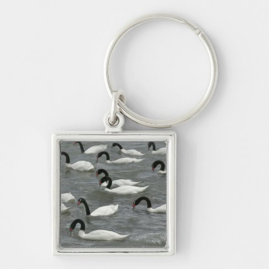 Zwartnekzwanen (Cygnus melancoryphus) Sleutelhanger (Voorkant)