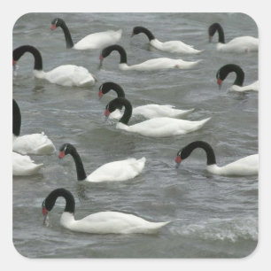 Zwartnekzwanen (Cygnus melancoryphus) Vierkante Sticker