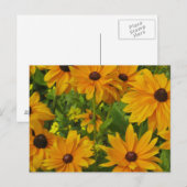 Zwartogen Susans Briefkaart (Voorkant / Achterkant)