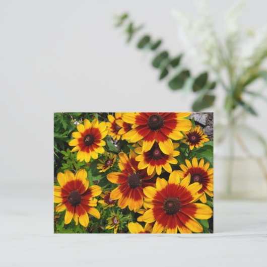 Zwartogen Susans Briefkaart (Staand voorkant)