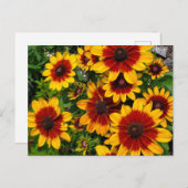 Zwartogen Susans Briefkaart (Voorkant / Achterkant)