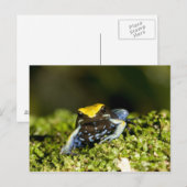 Zwartoor Mantella, Mantella expectata, 2 Briefkaart (Voorkant / Achterkant)
