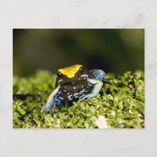 Zwartoor Mantella, Mantella expectata, 2 Briefkaart (Voorkant)