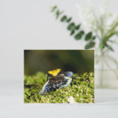 Zwartoor Mantella, Mantella expectata, 2 Briefkaart (Staand voorkant)