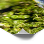 Zwartoor Mantella, Mantella expectata, 2 Poster (Hoek)