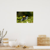 Zwartoor Mantella, Mantella expectata, 2 Poster (Keuken)