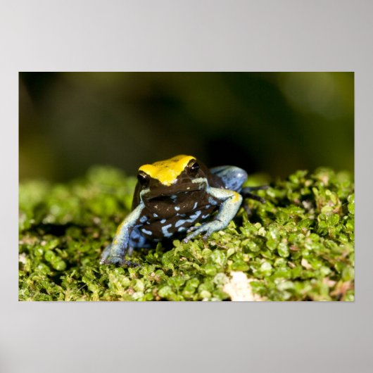 Zwartoor Mantella, Mantella expectata, 2 Poster (Voorkant)