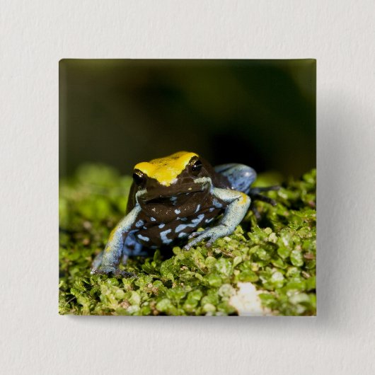 Zwartoor Mantella, Mantella expectata, 2 Vierkante Button 5,1 Cm (Voorkant)