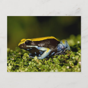 Zwartoor Mantella, Mantella expectata, Briefkaart
