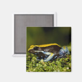 Zwartoor-mantella, Mantella expectata, Magneet (Voorkant / Achterkant)