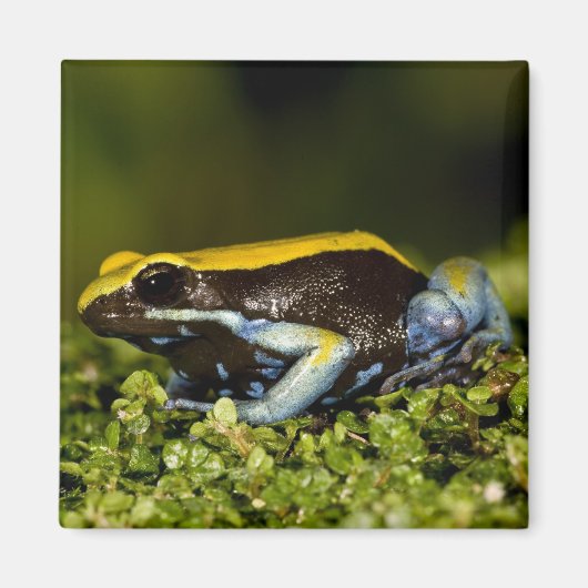 Zwartoor-mantella, Mantella expectata, Magneet (Voorkant)