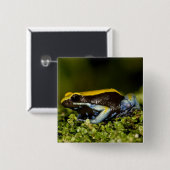 Zwartoor-mantella, Mantella expectata, Vierkante Button 5,1 Cm (Voorkant /achterkant)