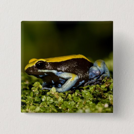 Zwartoor-mantella, Mantella expectata, Vierkante Button 5,1 Cm (Voorkant)