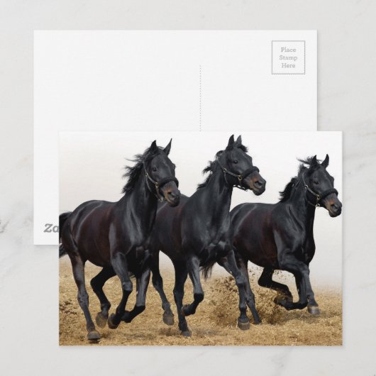 Zwartpaard Briefkaart (Voorkant / Achterkant)