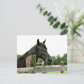 Zwartpaard Briefkaart (Staand voorkant)