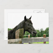 Zwartpaard Briefkaart (Voorkant / Achterkant)