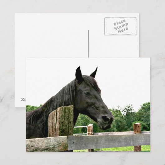 Zwartpaard Briefkaart (Voorkant / Achterkant)