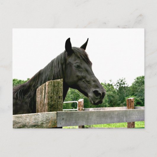 Zwartpaard Briefkaart (Voorkant)
