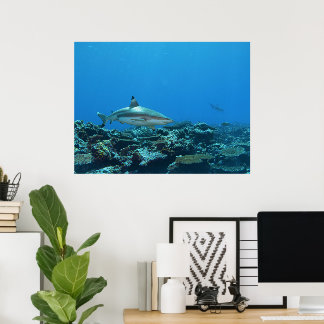 Zwartpuntrifhaai bij koraalrif van Yap-eiland | Poster