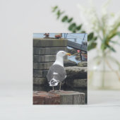 Zwartruggetmeeuw, eiland Islay, Schotland Briefkaart (Staand voorkant)