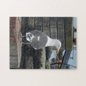 Zwartruggetmeeuw, eiland Islay, Schotland Legpuzzel (Horizontaal)