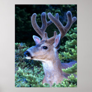 Zwartstaart hert   Olympic National Park Poster