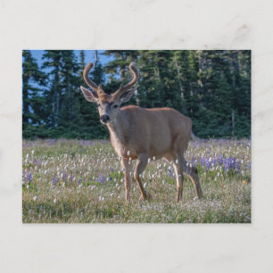 Zwartstaart hertenbok Olympic National Park Briefkaart