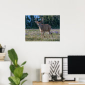 Zwartstaart hertenbok | Olympic National Park Poster (Thuiskantoor)