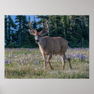 Zwartstaart hertenbok Olympic National Park Poster