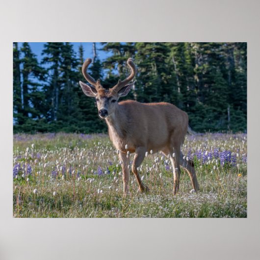 Zwartstaart hertenbok | Olympic National Park Poster (Voorkant)