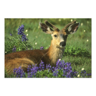 Zwartstaart, Odocoileus hemionus Foto Afdruk