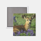 Zwartstaart, Odocoileus hemionus Magneet (Voorkant / Achterkant)
