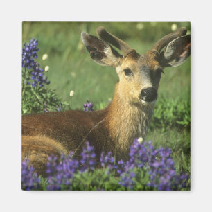Zwartstaart, Odocoileus hemionus Magneet