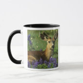 Zwartstaart, Odocoileus hemionus Mok (Links)