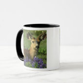 Zwartstaart, Odocoileus hemionus Mok (Voorkant links)