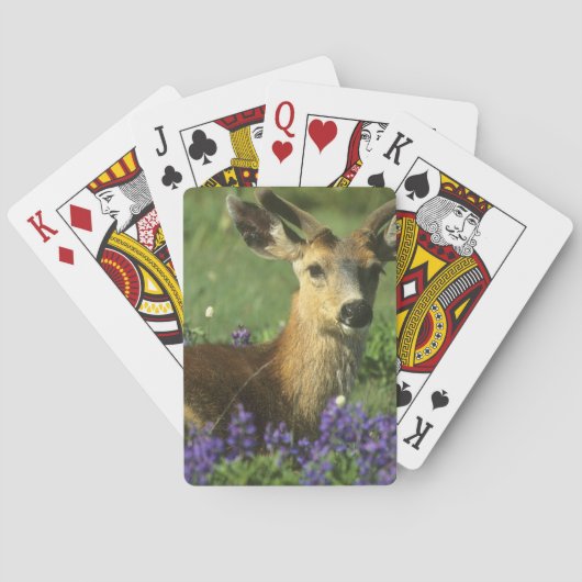 Zwartstaart, Odocoileus hemionus Pokerkaarten (Achterkant)