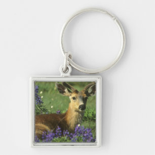 Zwartstaart, Odocoileus hemionus Sleutelhanger