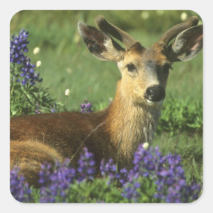 Zwartstaart, Odocoileus hemionus Vierkante Sticker