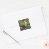 Zwartstaart, Odocoileus hemionus Vierkante Sticker (Envelop)