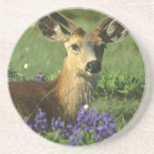 Zwartstaart, Odocoileus hemionus Zandsteen Onderzetter